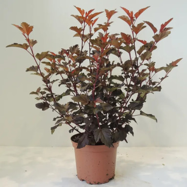 Physocarpus Diable d'Or® 'mindia' - Physocarpus | Achat producteur