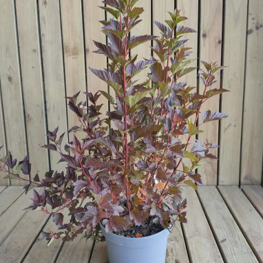 Physocarpus Fireside® 'UMNHarpell' - Physocarpus | Achat producteur