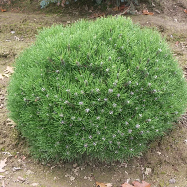 Pin 'Marie Bregeon' - Pinus nigra | Achat direct au producteur
