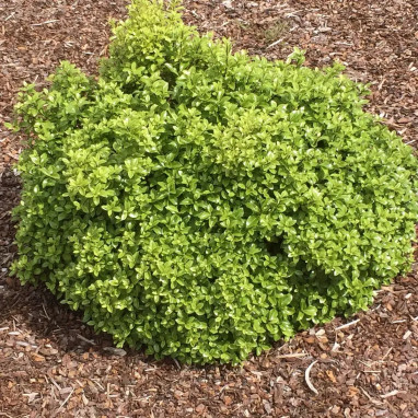 Pittosporum 'Golf ball' - Pittosporum | Achat direct au producteur