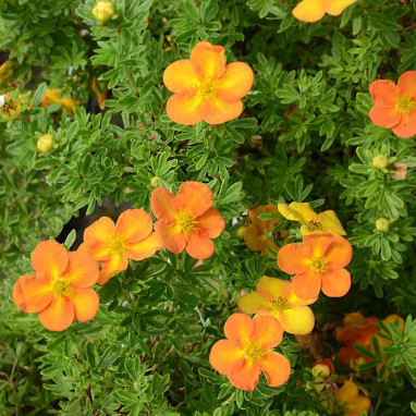 Potentille Bella Sol® - Potentilla | Achat direct au producteur
