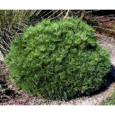 Pin noir 'Pierrick Bregeon' - Pinus nigra | Achat producteur