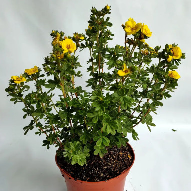 Potentille Citrus Tart® - Potentilla | Achat direct au producteur