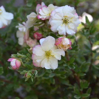 Potentille Double punch® Cream - Potentilla | Achat producteur