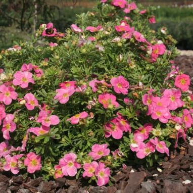 Potentille Bellissima® - Potentilla | Achat direct au producteur