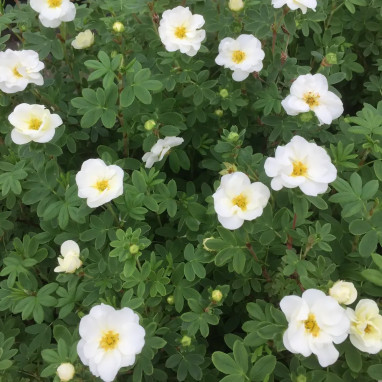 Potentille Creme Brulée® - Potentilla | Achat direct au producteur