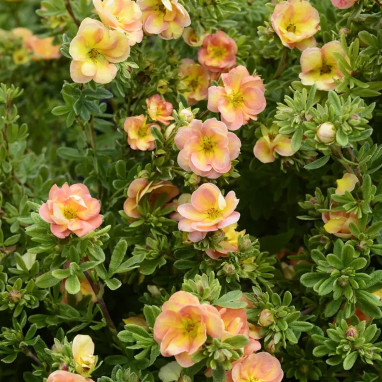 Potentille Double punch® Peach - Potentilla | Achat direct au producteur