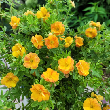 Potentille Double punch® Tango - Potentilla | Achat direct au producteur