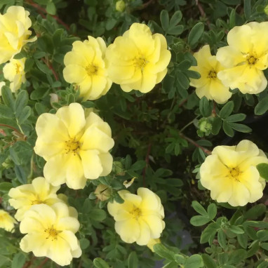 Potentille Lemon Meringue® - Potentilla | Achat direct au producteur