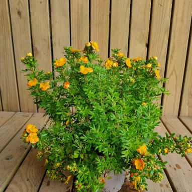 Potentille Marmalade® - Potentilla | Achat direct au producteur