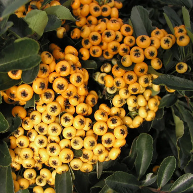 Pyracantha SAPHYR® Jaune 'Cadaune' - Pyracantha | Achat producteur