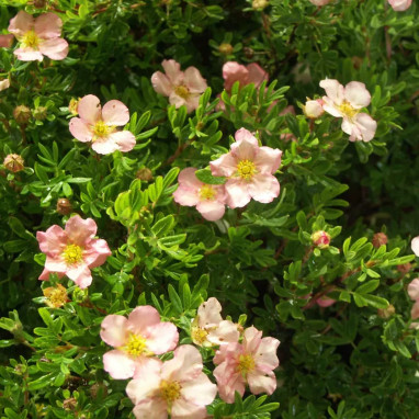 Potentille Lovely Pink® - Potentilla | Achat direct au producteur