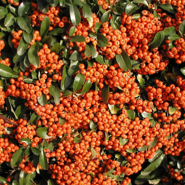 Pyracantha SAPHYR® Orange 'Cadange' | Achat direct au producteur