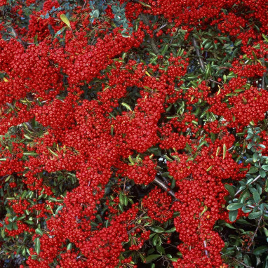 Pyracantha SAPHYR® Rouge 'Cadrou' - Pyracantha | Achat producteur