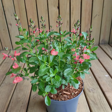Sauge MAGICAL® Donau - Salvia jamensis | Achat direct au producteur