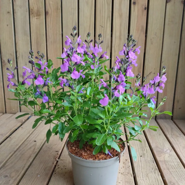 Sauge MAGICAL® Loire - Salvia jamensis | Achat direct au producteur