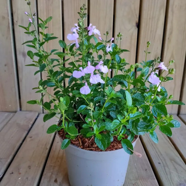 Sauge MAGICAL® Orinoco - Salvia | Achat direct au producteur