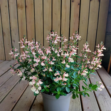 Sauge MAGICAL® Rio grande 'kolmarigra' - Salvia | Achat producteur