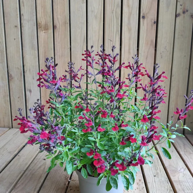 Sauge MAGICAL® Zambesi - Salvia jamensis | Achat direct au producteur