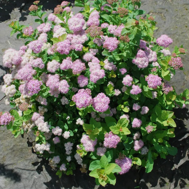 Spirée Pink Sparkler® 'Courispi01' - Spiraea | Achat producteur