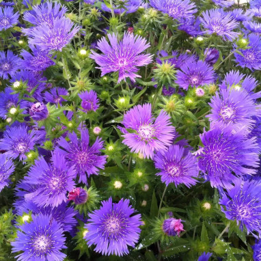 Bleuet d'Amérique 'Mels Blue' - Stokesia | Achat direct au producteur