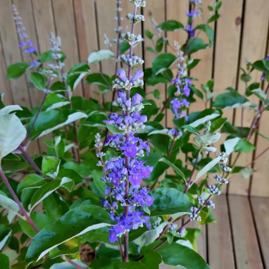 Vitex 'Chicagoland Blues' - Vitex agnus-castus | Achat producteur