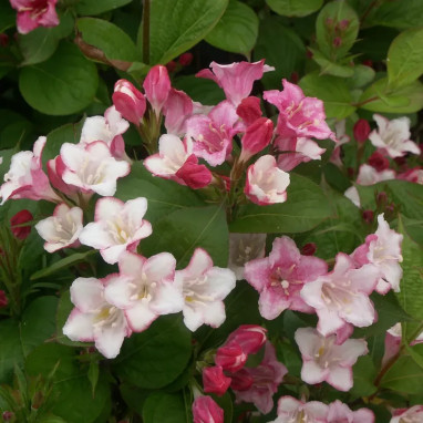 Weigelia CARNAVAL® - Weigela | Achat direct au producteur
