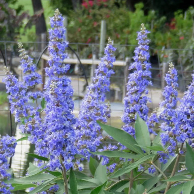 Vitex Delta Blues® - Vitex | Achat direct au producteur