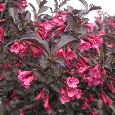 Weigela florida 'Alexandra' - Weigela | Achat direct au producteur
