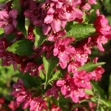Weigelia Nain rouge® - Weigela | Achat direct au producteur