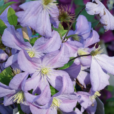 Clématite 'Prince Charles' - Clematis | Achat direct au producteur