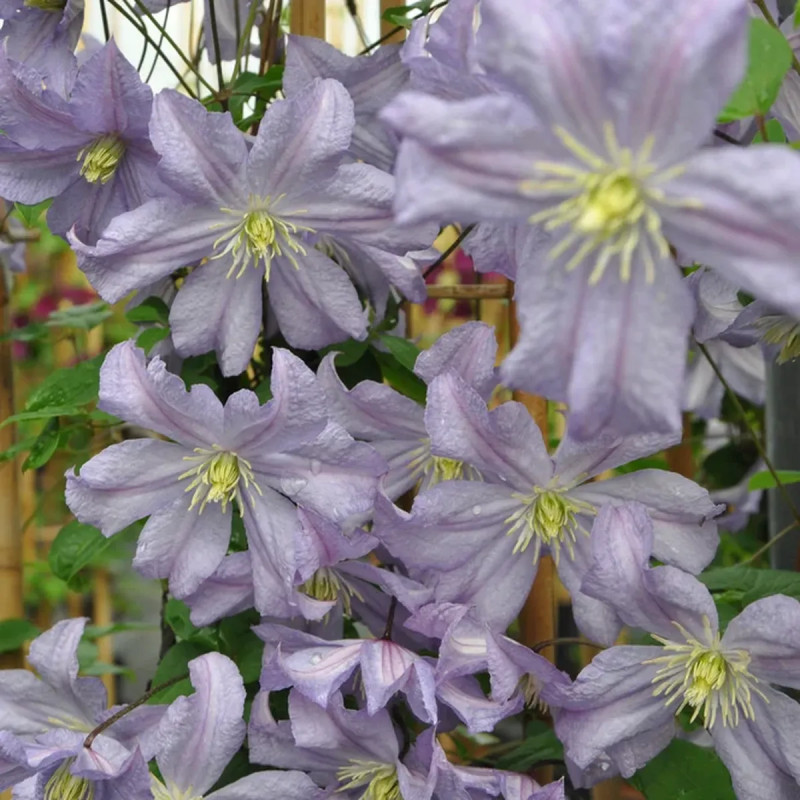 Clématite 'Prince Charles' - Clematis | Achat direct au producteur