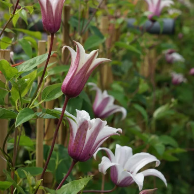 Clématite 'Princess Kate' ('Zoprika') - Clematis | Achat producteur