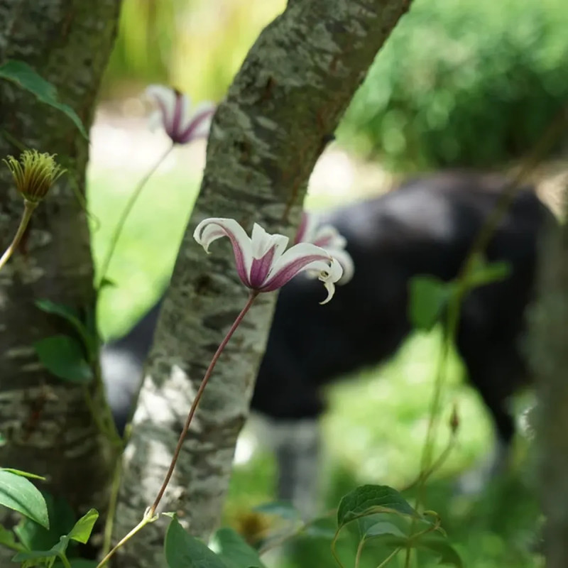 Clématite 'Princess Kate' ('Zoprika') - Clematis | Achat producteur