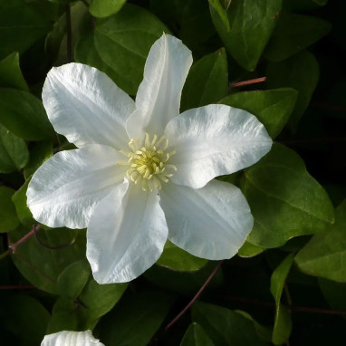 Clématite 'Sylvia Denny' - Clematis | Achat direct au producteur