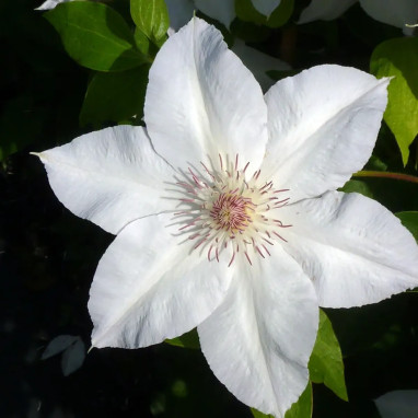 Clématite 'Valge Daam' - Clematis | Achat direct au producteur