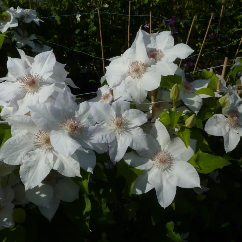 Clématite 'Valge Daam' - Clematis | Achat direct au producteur