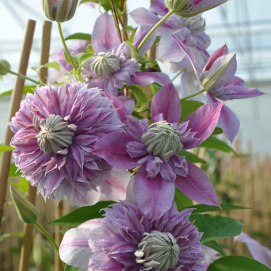 Clématite Regal® 'Josephine' - Clematis | Achat direct producteur