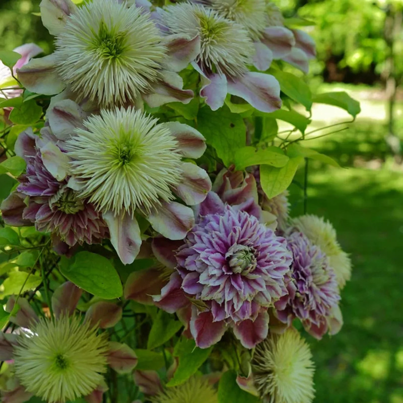 Clématite Regal® 'Josephine' - Clematis | Achat direct producteur