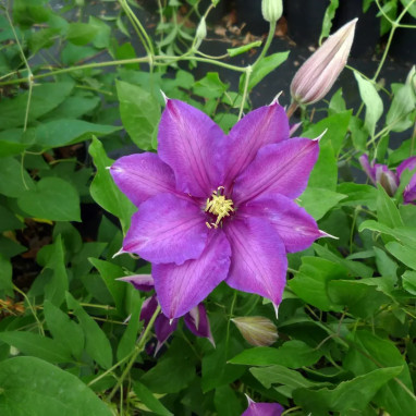 Clématite 'Richard Pennell' - Clematis | Achat direct au producteur