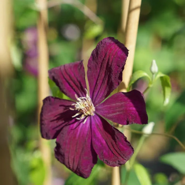 Clématite 'Rouge Cardinal' - Clematis | Achat direct au producteur