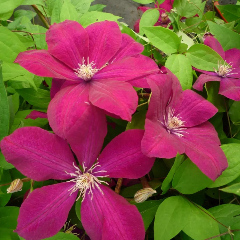 Clématite 'Rouge Cardinal' - Clematis | Achat direct au producteur