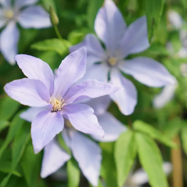 Clématite 'Sugar Sweet' ('Scented Clem') - Clematis | Achat producteur