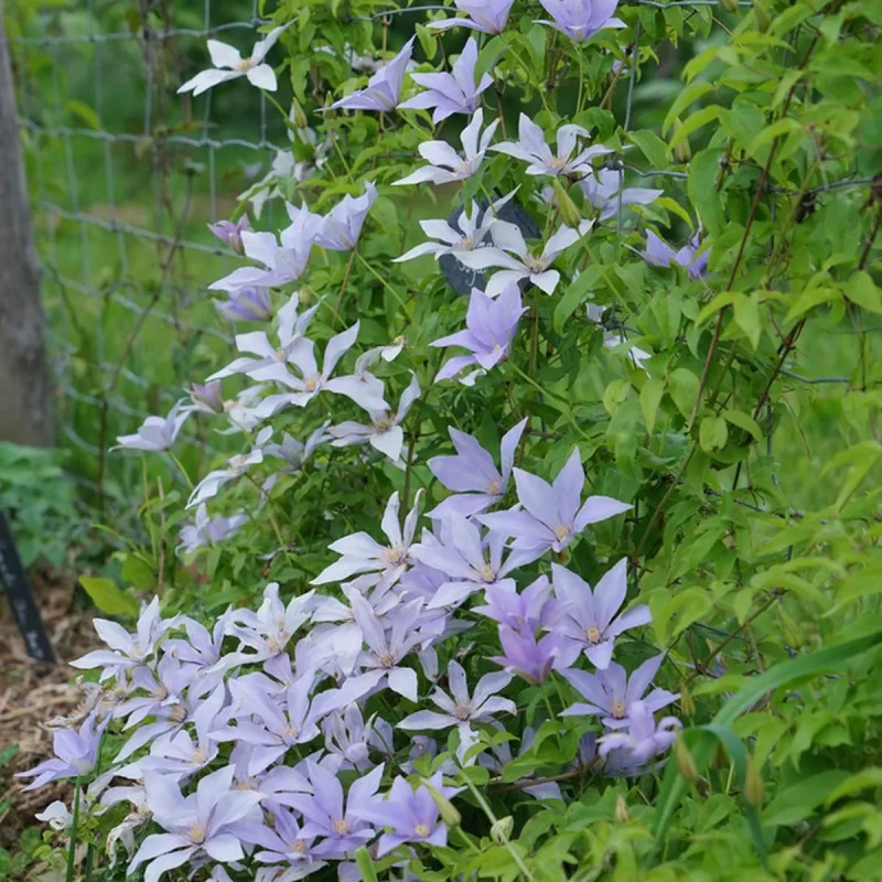 Clématite 'Sugar Sweet' ('Scented Clem') - Clematis | Achat producteur