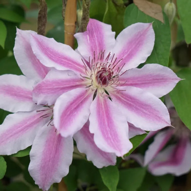 Clématite 'Souvenir du Capitaine Thuilleaux' - Clematis | Achat producteur