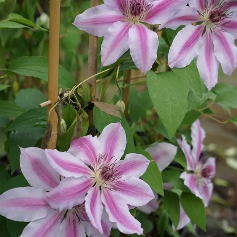 Clématite 'Souvenir du Capitaine Thuilleaux' - Clematis | Achat producteur
