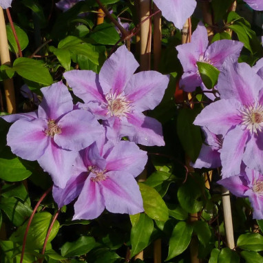 Clématite 'Sealand Gem' - Clematis | Achat direct au producteur