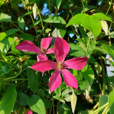 Clématite 'Saphyra Nancy ®' - Clematis | Achat direct au producteur