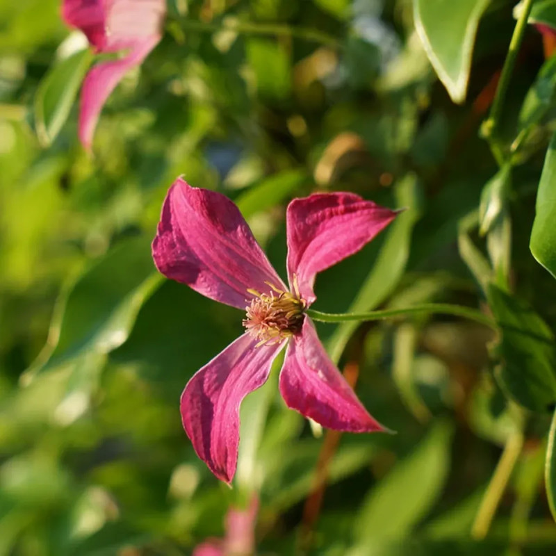 Clématite 'Saphyra Nancy ®' - Clematis | Achat direct au producteur