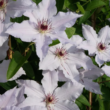 Clématite 'Snow Queen' - Clematis | Achat direct au producteur
